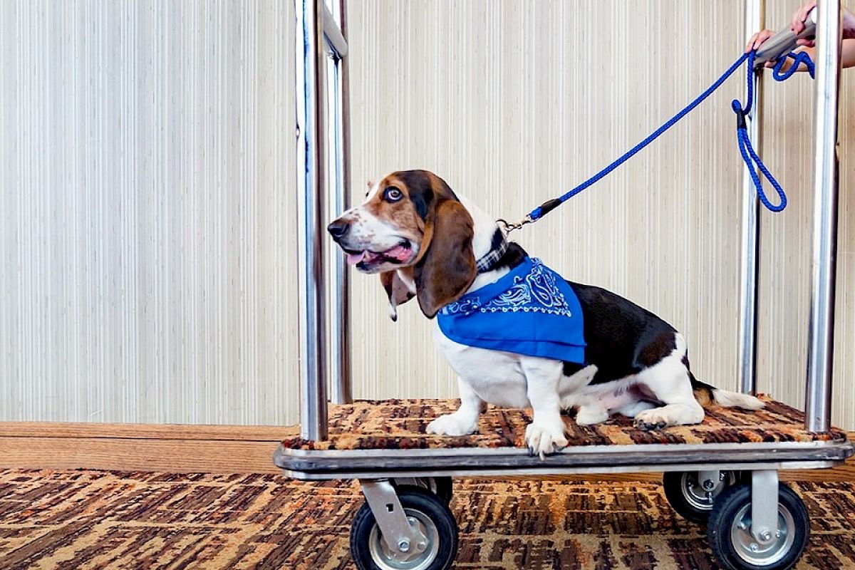A basset hound wearing a blue bandana sits on a hotel luggage cart while someone holds its leash.